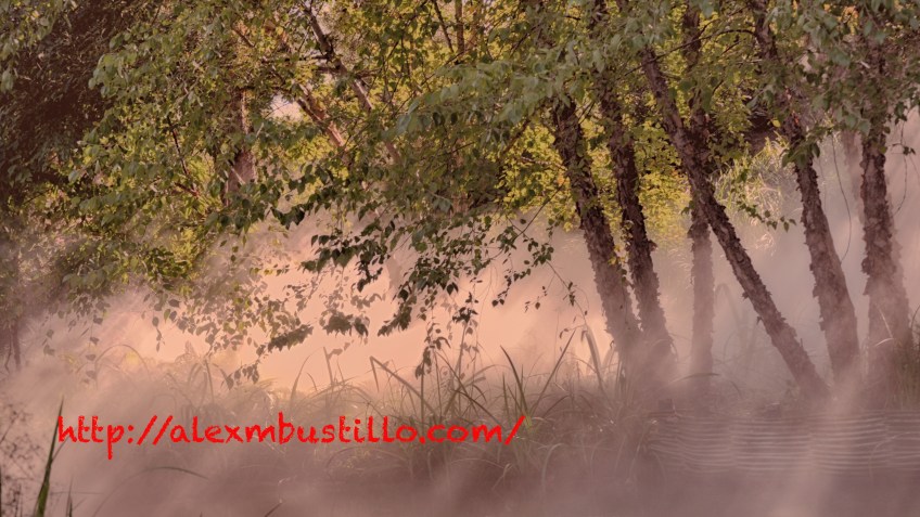 The Invisible Forest