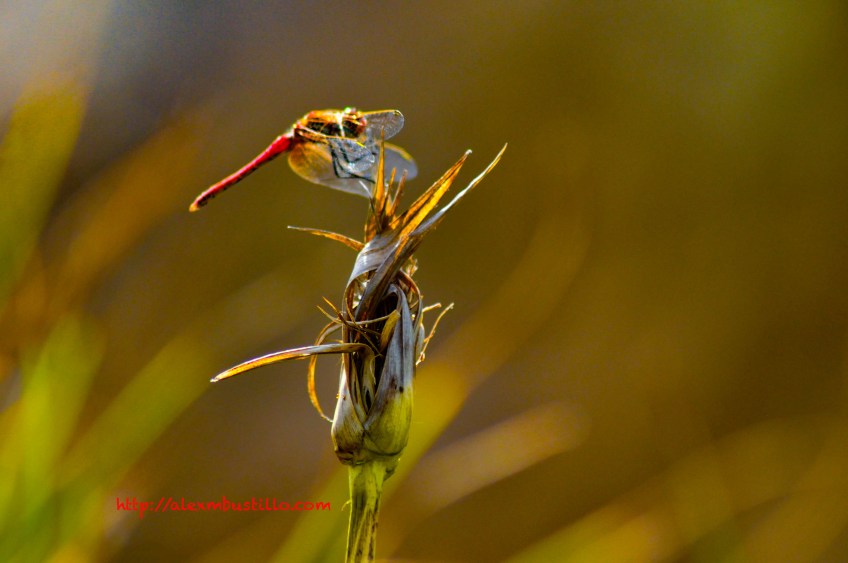 Macro Dragonfly