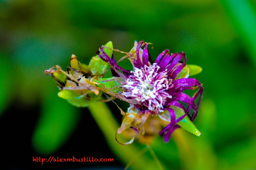 Portrait: Macro & Green II