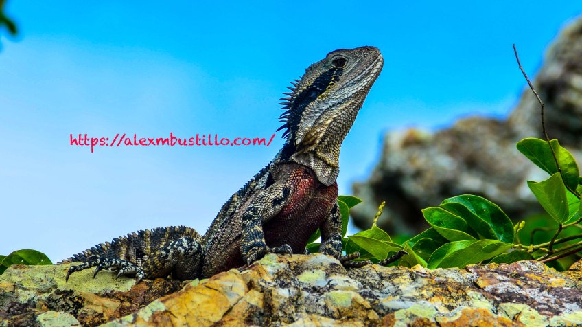 Godzilla The Iguana, Key Biscayne, Florida