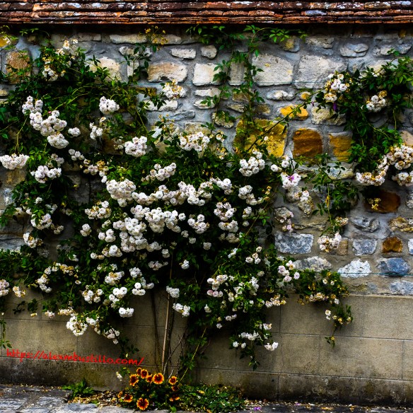 Flowering Stone Wall, Barbizon, France