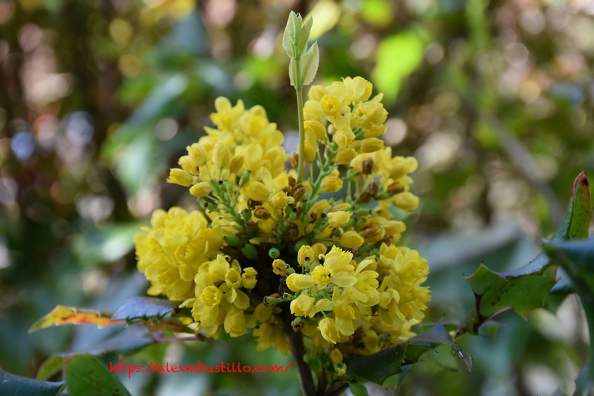 Fleur Jardin Maison Claude Monet Giverny
