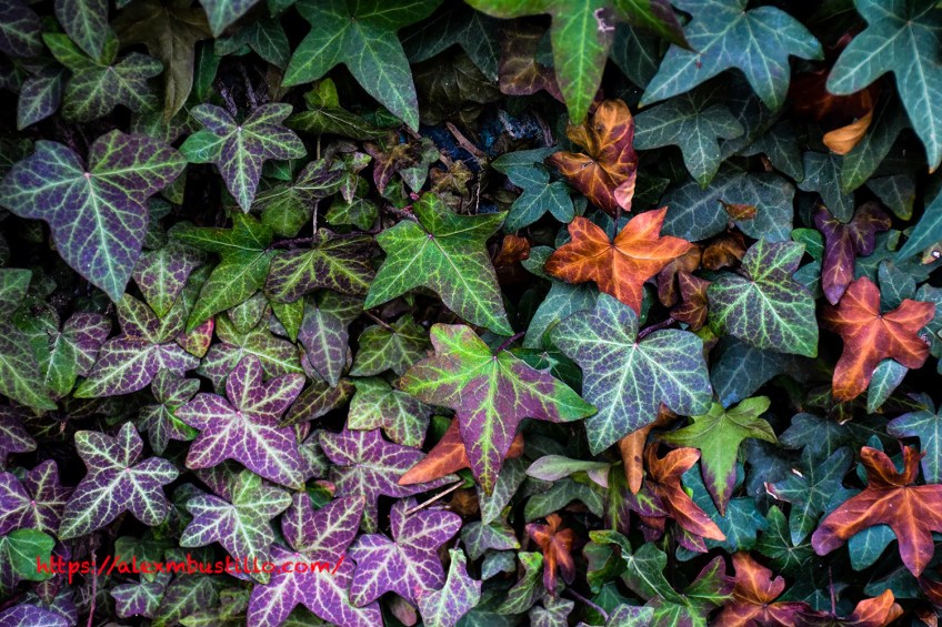 Ivy Walls, Porte de Versailles, Paris