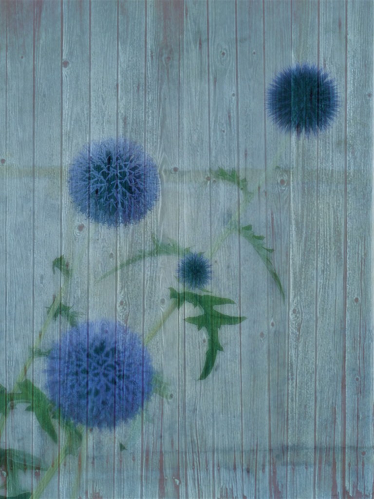 Myriam Bruneau - Bulles de fraicheur