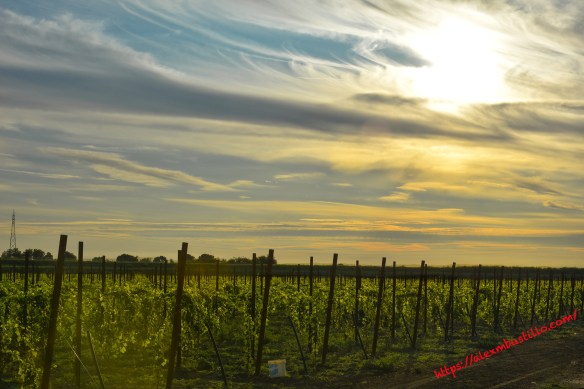 Caorle Vineyards, Caorle, Venice, Veneto, Italy