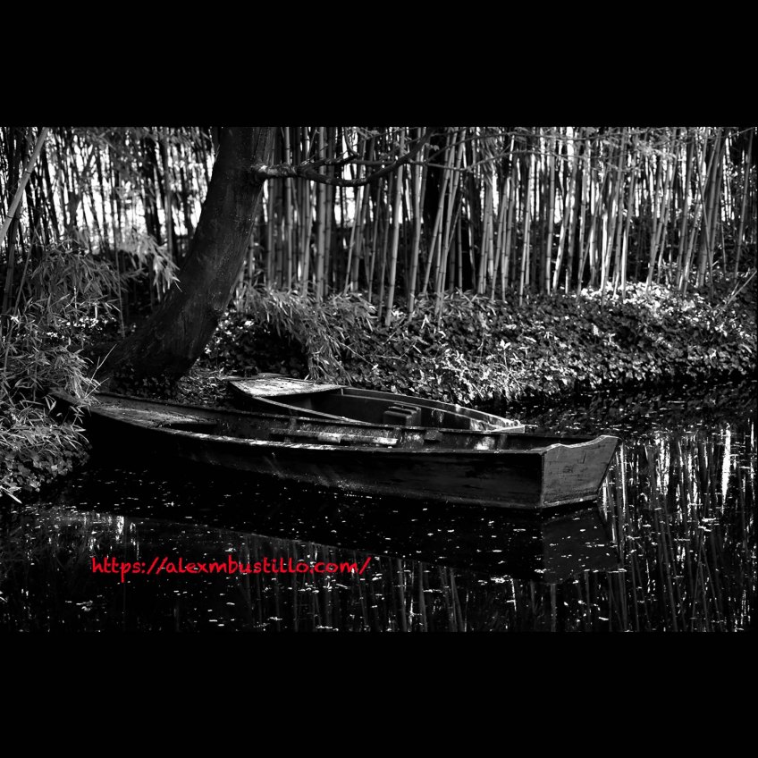 Jardin Claude Monet Giverny, France Black & White Portrait