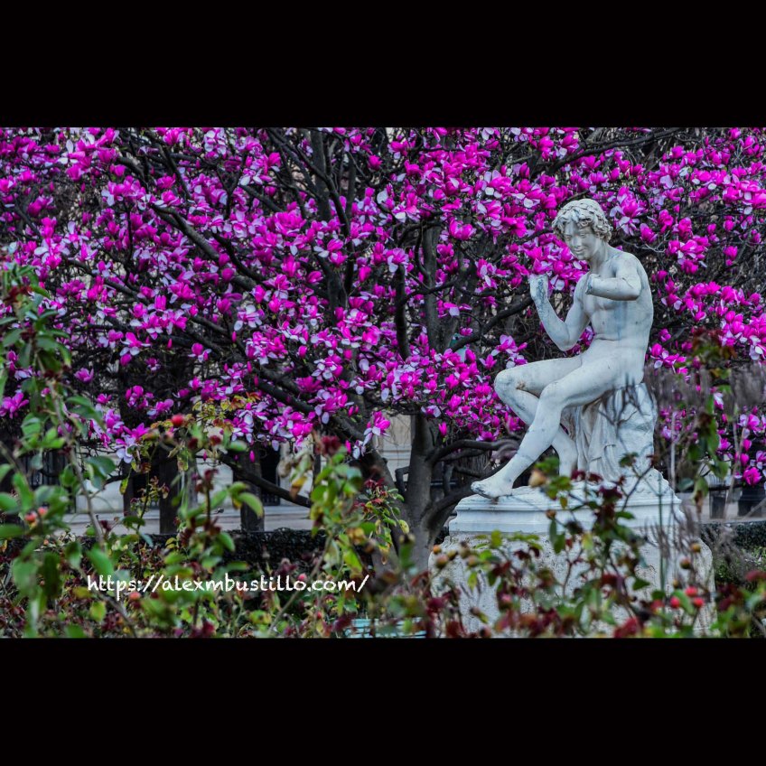 Wandering At The Flowers, Domaine National du Palais-Royal 75001 Paris